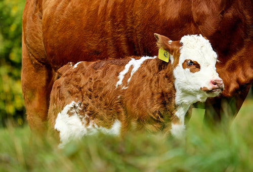 Overcoming Calf Health Issues