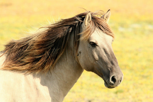 Hot Weather Horse Riding Tips