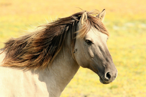 Hot Weather Horse Riding Tips